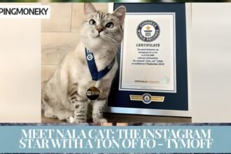 Meet Nala Cat The Instagram Star with a Ton of Fo - Tymoff