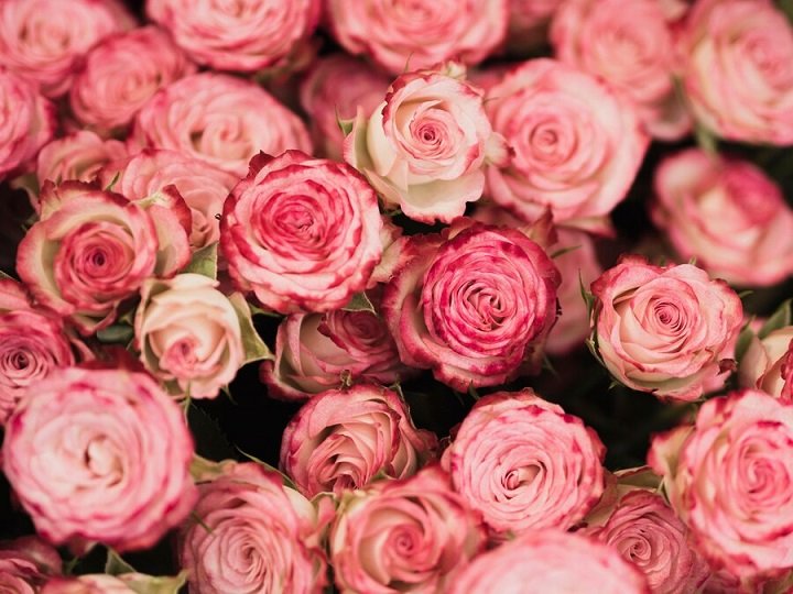 The Symbolism and Beauty of Pink Roses